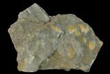 Pelagic Trilobite (Cyclopyge) Fossil - El El Kaid Rami, Morocco #140527-1